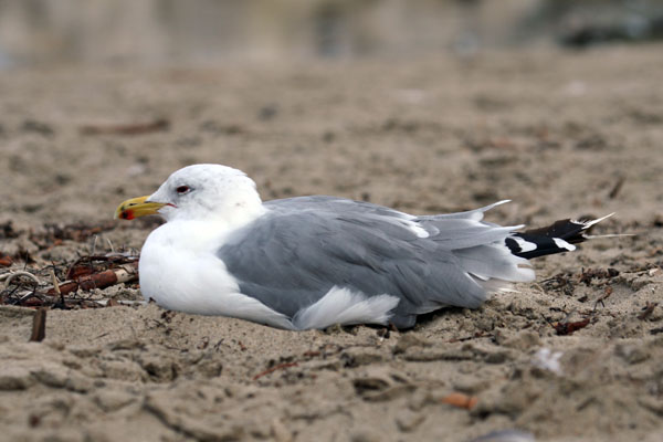 Californian Gull